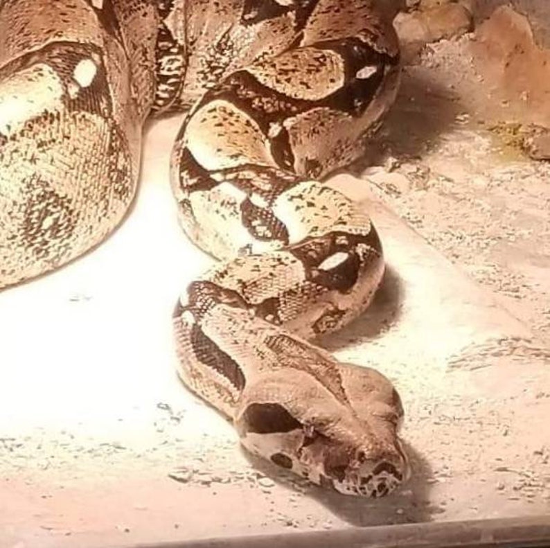 snake shed jewelry snake shed pendant snakeskin necklace