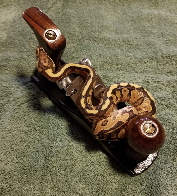 ボールパイソン抜け殻 2025年最新】ボールパイソン 抜け殻の人気アイテム - メルカリ