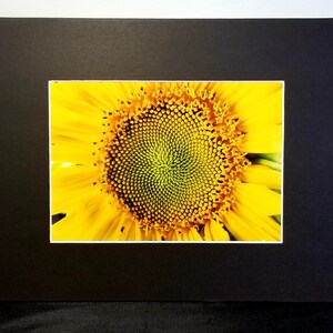 Original Nature Photograph - Sunflower Photo - Nature Photography - Matted Photo - 5x7