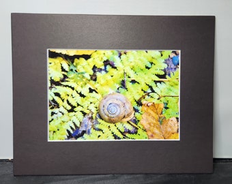 Original Nature Photography - Snail Shell - Nature Photo - 5x7 - Matted
