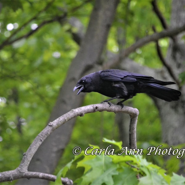 Original Nature Photograph - Crow in Tree Photo - Cawing Crow Photo - 5x7 Matted Photo - Color, BW, Sepia