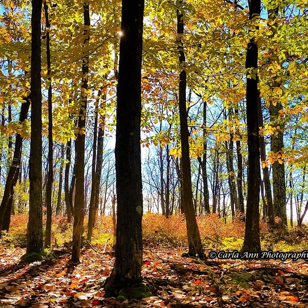 Original Nature Photograph - Sunlit Autumn Trees - Nature Photography - 5x7 Matted Print - Color & BW