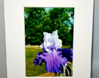 Original Nature Photography - Purple Iris Photo - Flower Photography - 5x7 Matted Photo