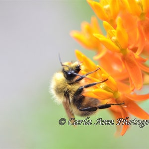 Original Nature Bee Photograph - Bumblebee Flower Photo - 5x7 Matted Photo