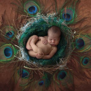 Digital Backdrop/ prop - Newborn basket (Peacock love)- Photography