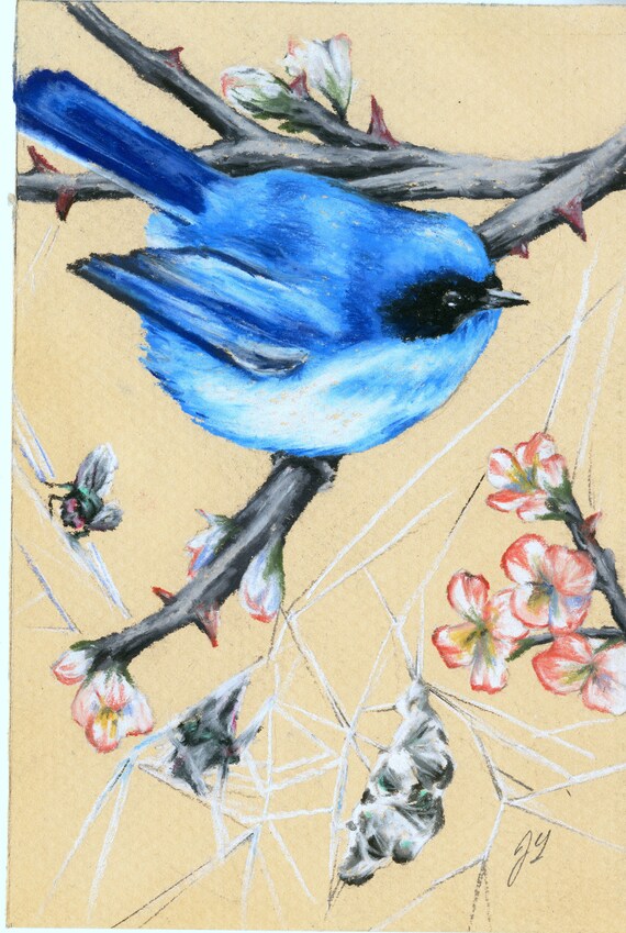 Dessin Original Au Pastel De Reproduction Dart Oiseau Et Oiseau Oiseau Bleu Et Toile Daraignée Art De La Nature