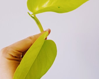 Neon Pothos AKA  Epipremnum aureum“Neon” CUTTING (Rooted or Unrooted)