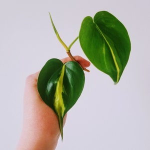 Rare Brazil Philodendron CUTTING (Rooted or Unrooted)
