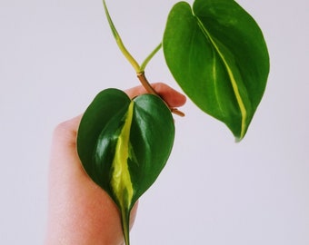 Rare Brazil Philodendron CUTTING (Rooted or Unrooted)
