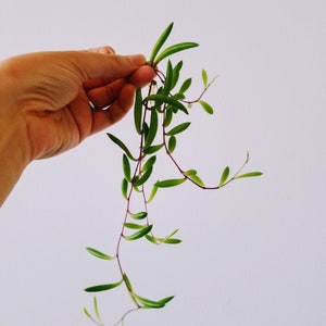 May include: A close-up of a green string of pearls plant with long, thin leaves and red stems. The plant is being held by a hand.