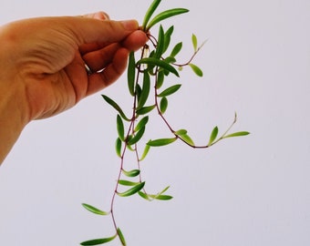 Ruby Necklace 'Little Pickles' Othonna Capensis CUTTING (Rooted or Unrooted)