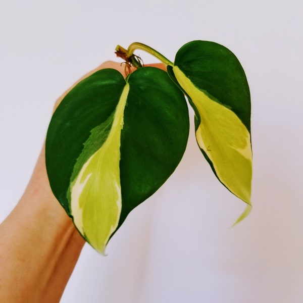 Rare Cream Splash Philodendron AKA 'Silver Stripe' CUTTING (Rooted or Unrooted)