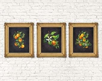 Instant Download Watercolor Mandarin Orange Printable Set of 3 Chalk Board | Kitchen Decor Botanical Prints | Botanical Watercolor | 8x10