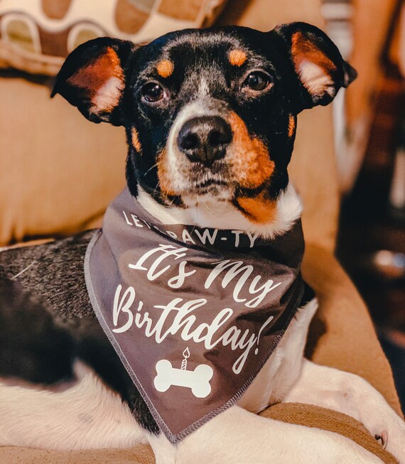Let s Paw ty It s My Birthday Bandana Birthday Bandana Animal Accessories Handkerchief Dog Birthday Pet Birthday Etsy Canada