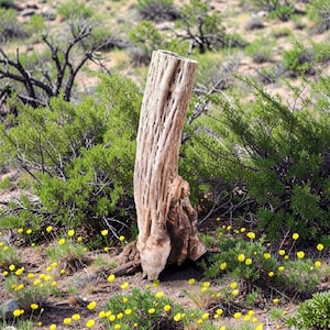 May include: A cylindrical piece of light brown cholla cactus wood with a hollow, fibrous, and porous texture. The wood stands vertically, displaying a weathered, natural surface with intricate vertical slits and a dense, knotted base structure.