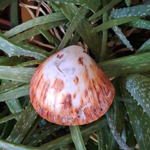 May include: A seashell with a white and brown pattern rests on a bed of green aloe vera leaves. The shell has a smooth, glossy surface with reddish-brown streaks radiating from the center. The aloe vera leaves are long, pointed, and have white spots.