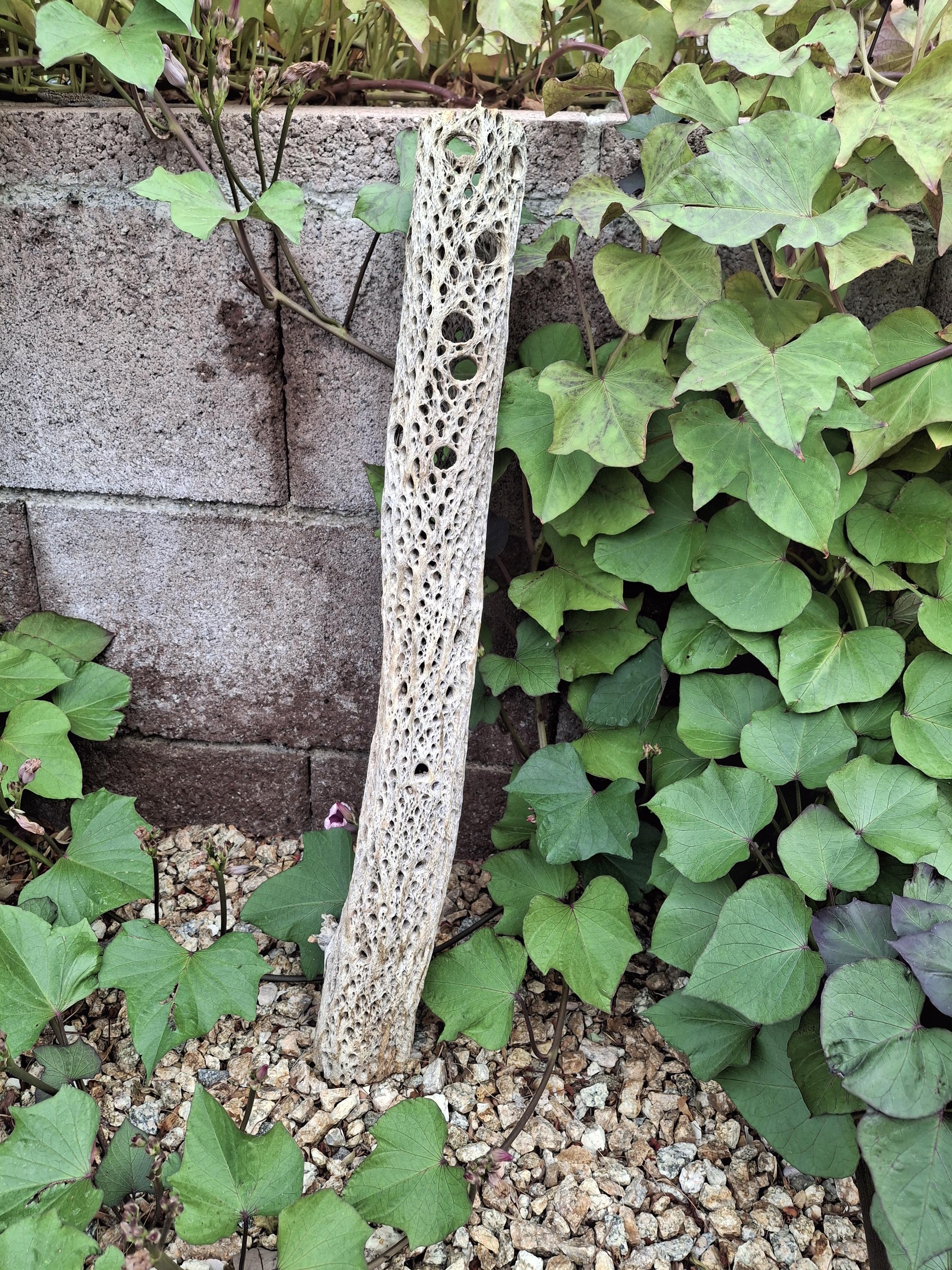 22" Cholla Cactus Skeleton: Natural Desert Wood Decor - Etsy