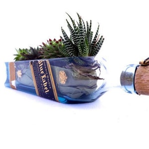 May include: A repurposed glass bottle with a blue label that reads "Johnnie Walker Blue Label" is used as a planter for a succulent plant. The bottle has a wooden cork stopper with a small butterfly design.