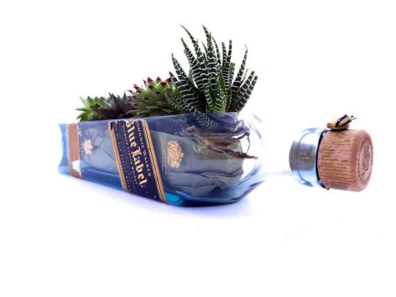 May include: A repurposed glass bottle with a blue label that reads "Johnnie Walker Blue Label" is used as a planter for a succulent plant. The bottle has a wooden cork stopper with a small butterfly design.