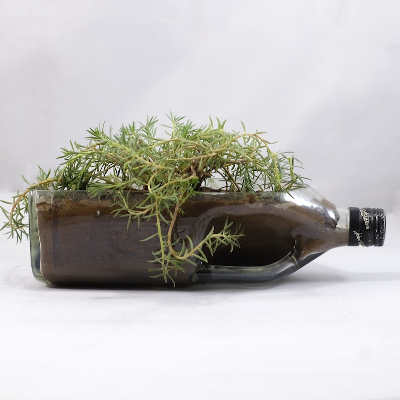 May include: A clear glass bottle with a brown liquid inside, used as a planter for a green succulent plant.