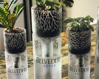 Hydroponic Garden In Vodka Bottle | Gift set Bottle Planter Pot |  Repurposed Up-cycled bottle | office desk plant pot | self watering plant