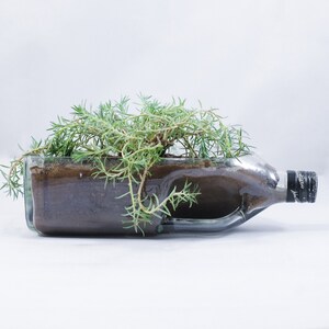 May include: A clear glass bottle with a green plant growing inside. The bottle is lying on its side and the plant is spilling out of the opening.