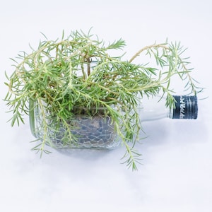May include: A clear glass bottle with a green plant growing inside. The bottle has a black label with the text "Wild Turkey" on it.
