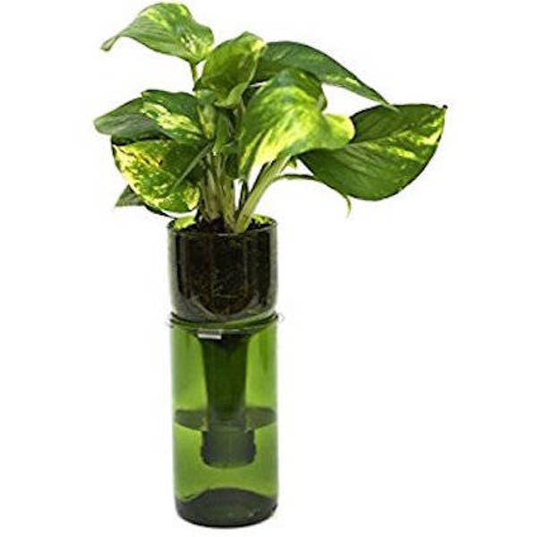 Hydroponic Garden In Glass Bottle | Wine Gift Bottle Planter Pot |  Repurposed bottle