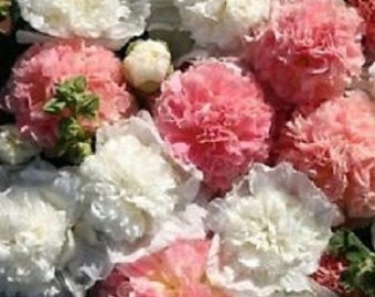 30+ Bride's Bouquet Mix Double Hollyhock / Alcea Rosea / Perennial / Flower Seeds.