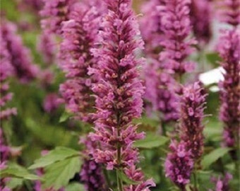 50+ Rose Mint Agastache / Hyssop / Perennial / Flower Seeds.