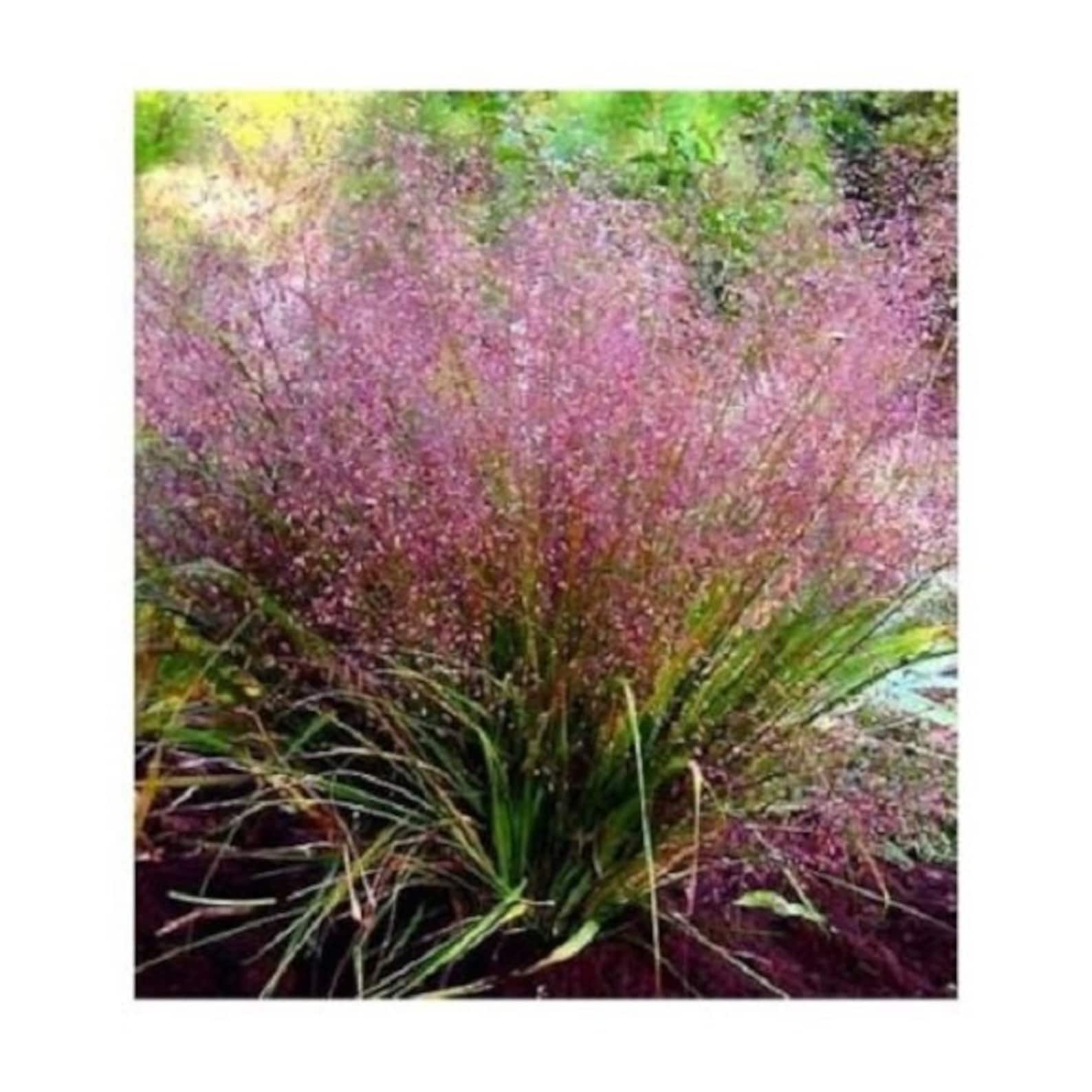 50 Purple Love Grass / Eragrostis / Thrives in poor soil / Etsy