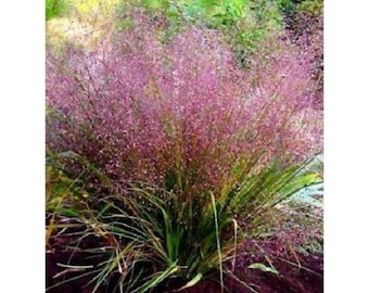 50+ Purple Love Grass / Eragrostis / Thrives in poor soil / Perennial / Flower seeds.