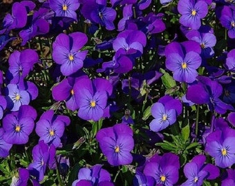 35+ Viola Cornuta King Henry / Perennial / Flower Seeds.
