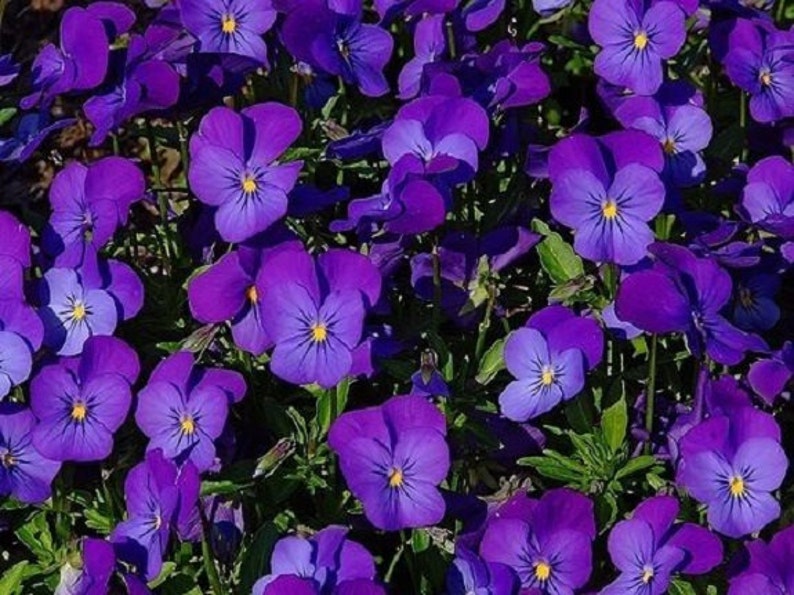 35 Viola Cornuta King Henry / Perennial / Flower Seeds. Etsy