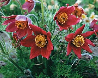 20+ Red Anemone / Perennial / Flower Seeds.