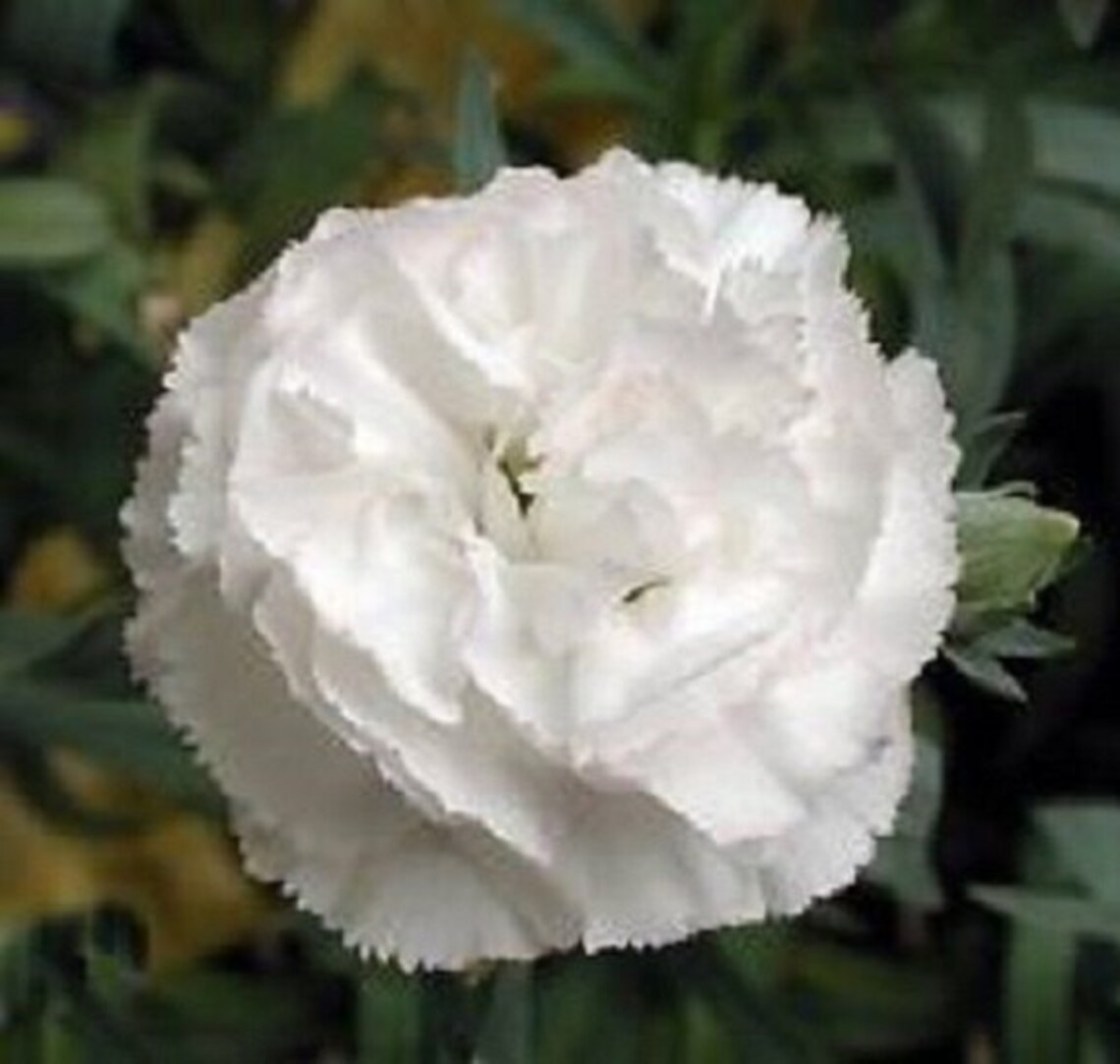 30 witte Rwanda anjer / Dianthus / vaste plant / bloem | Etsy