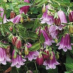 40+ Lavender Heirloom Campanula / Punctana / Perennial / Flower Seeds.