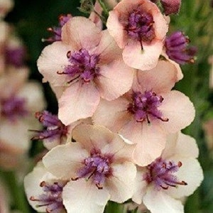 50+ Verbascum Antique Rose / Deer Resistant / Perennial / Flower Seeds.