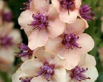 50+ Verbascum Antique Rose / Deer Resistant / Perennial / Flower Seeds.