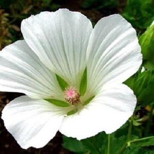 Può includere: Un singolo fiore bianco con un centro rosa e sepali verdi. Il fiore è a fuoco e lo sfondo è sfocato.