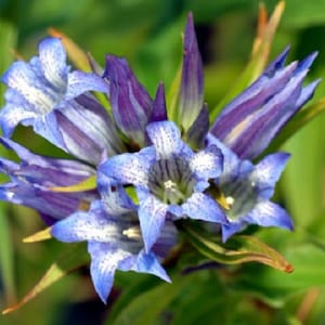 30+ Gentian Gentiana Sceptrum / Shade Loving / Perennial / Flower Seeds.