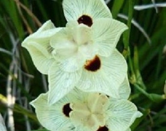 30+ White African Iris / Dietes Moraea / Drought and Frost Hardy / Perennial / Flower Seeds.