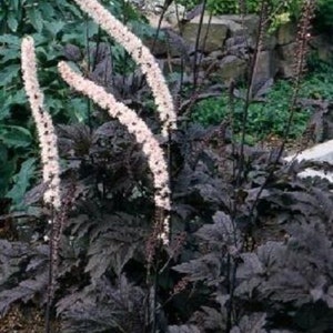 Op de afbeelding: Een close-up van een tuinplant met donkerpaarse bladeren en lange, slanke stelen met witte, pluizige bloemaren. De plant staat tegen een achtergrond van ander groen en een stenen muur.