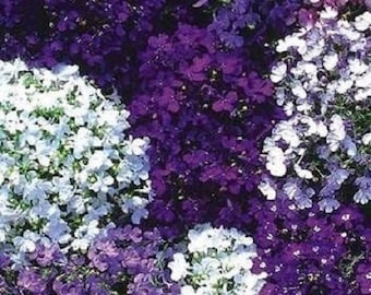 50+ Riviera Mix Lobelia / Perennial / Flower Seeds.