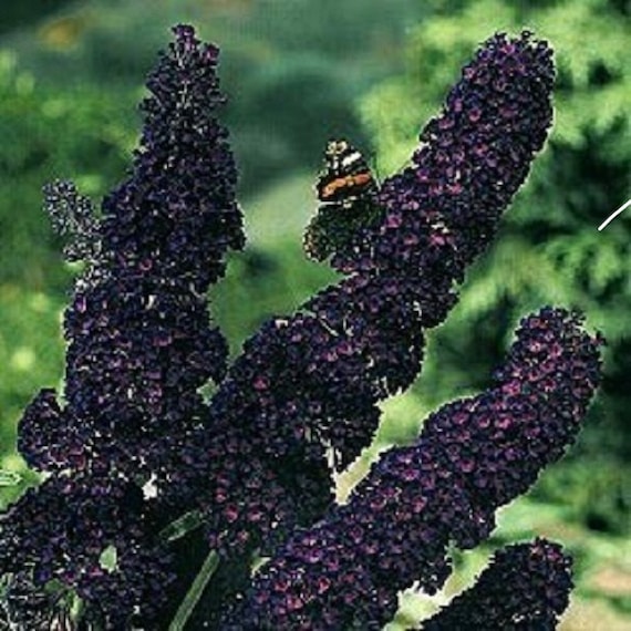 Download 25 Black Knight Buddleia / Butterfly Bush / Perennial / | Etsy