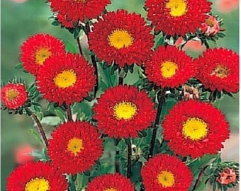 30+ Aster Kurenai Red / Annual / Flower Seeds.