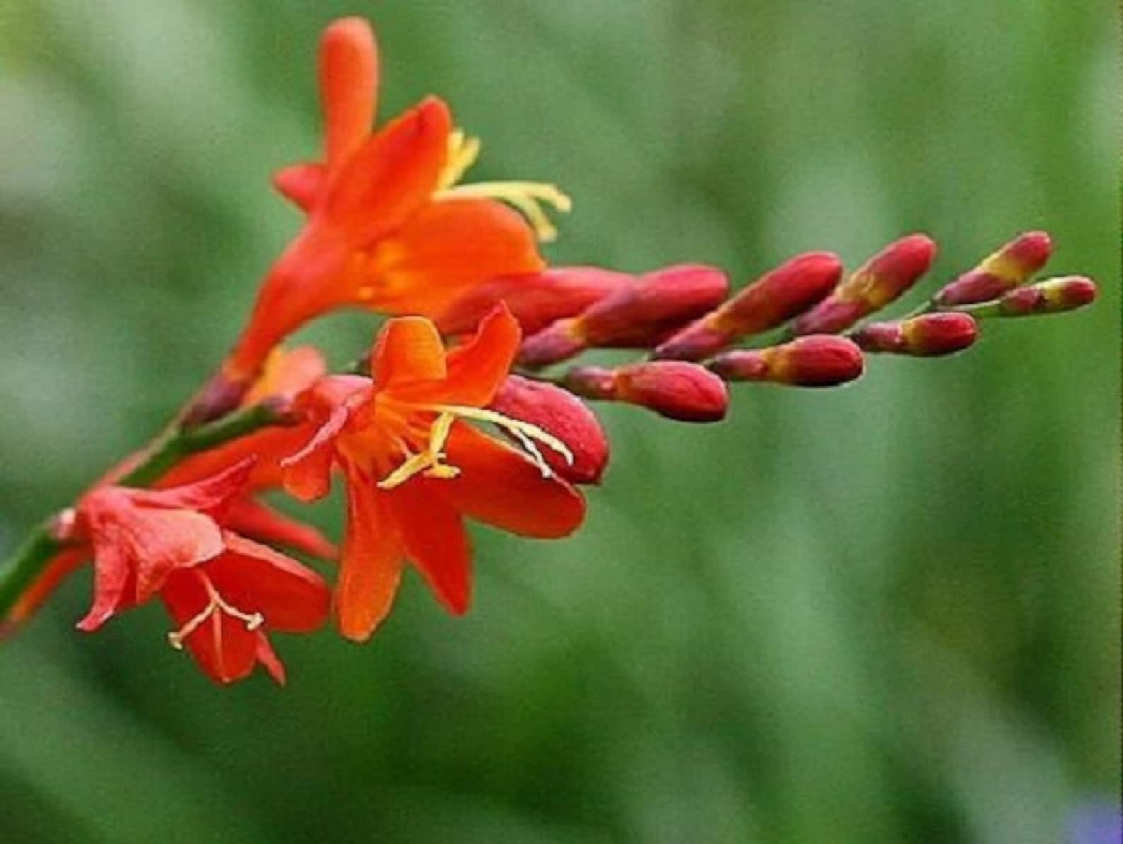 Китайский Гладиолус Фото Посадка