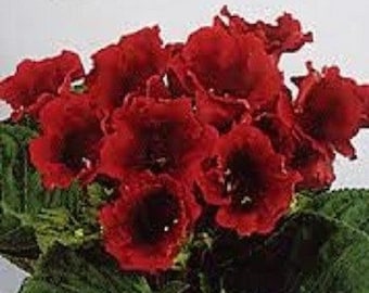 25+ Scarlet Avanti Gloxinia / Flower Seeds.