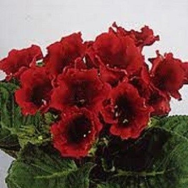 25+ Scarlet Avanti Gloxinia / Flower Seeds.