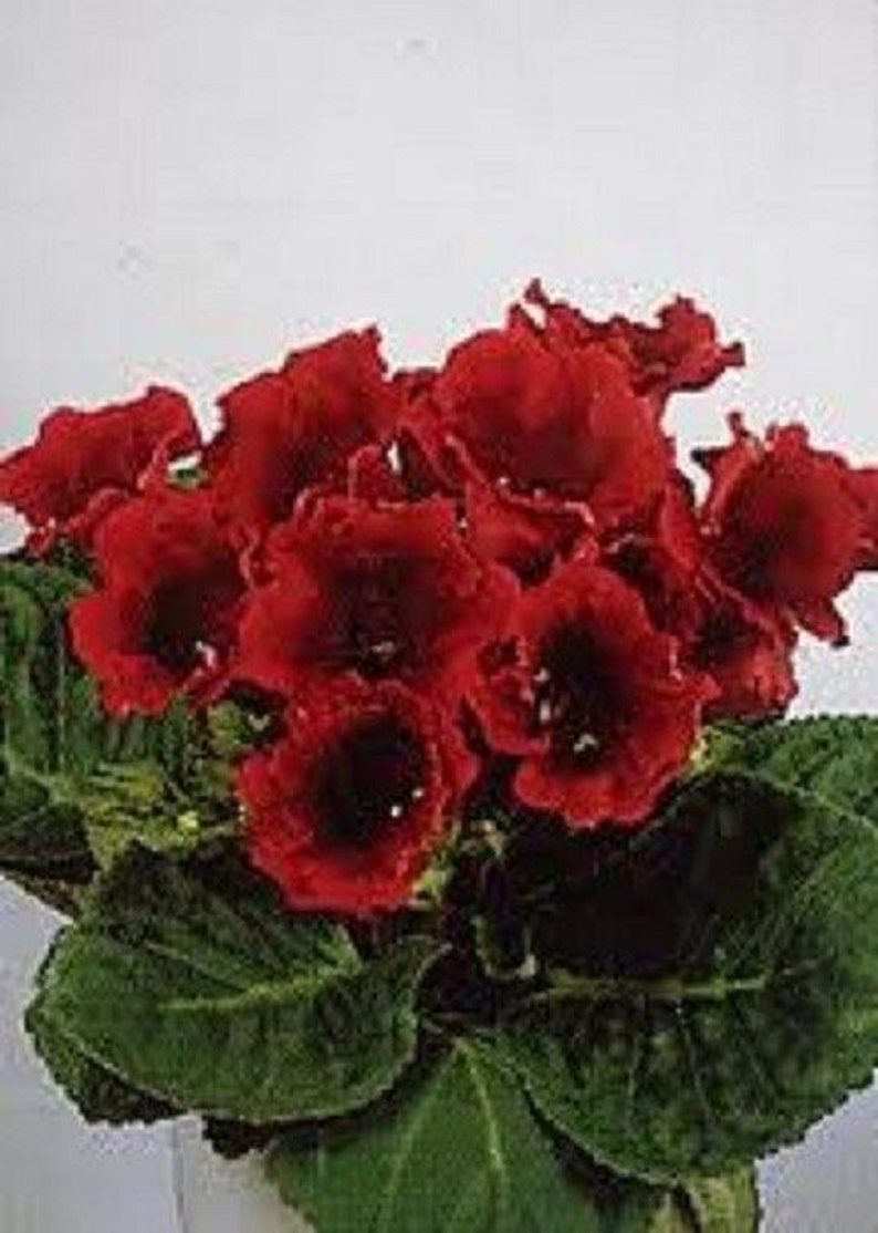 25 Scarlet Avanti Gloxinia / Flower Seeds. image 1